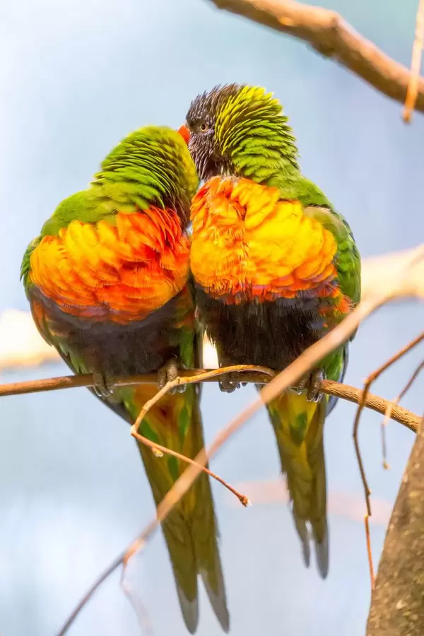 Gelbschnabel-Berglori