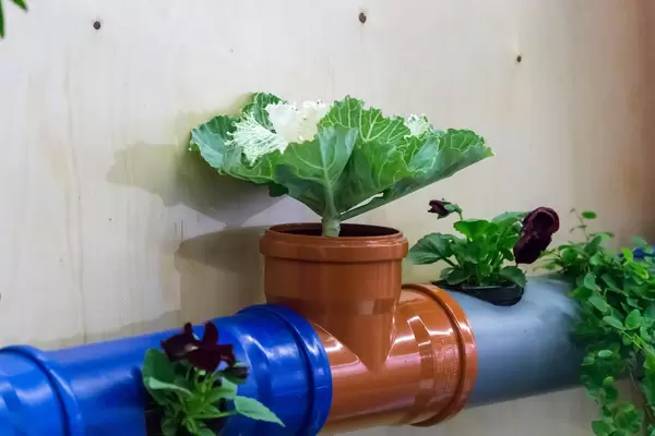 Gemüse und Pflanzen gepflanzt in Abwasserohren aus Plastik