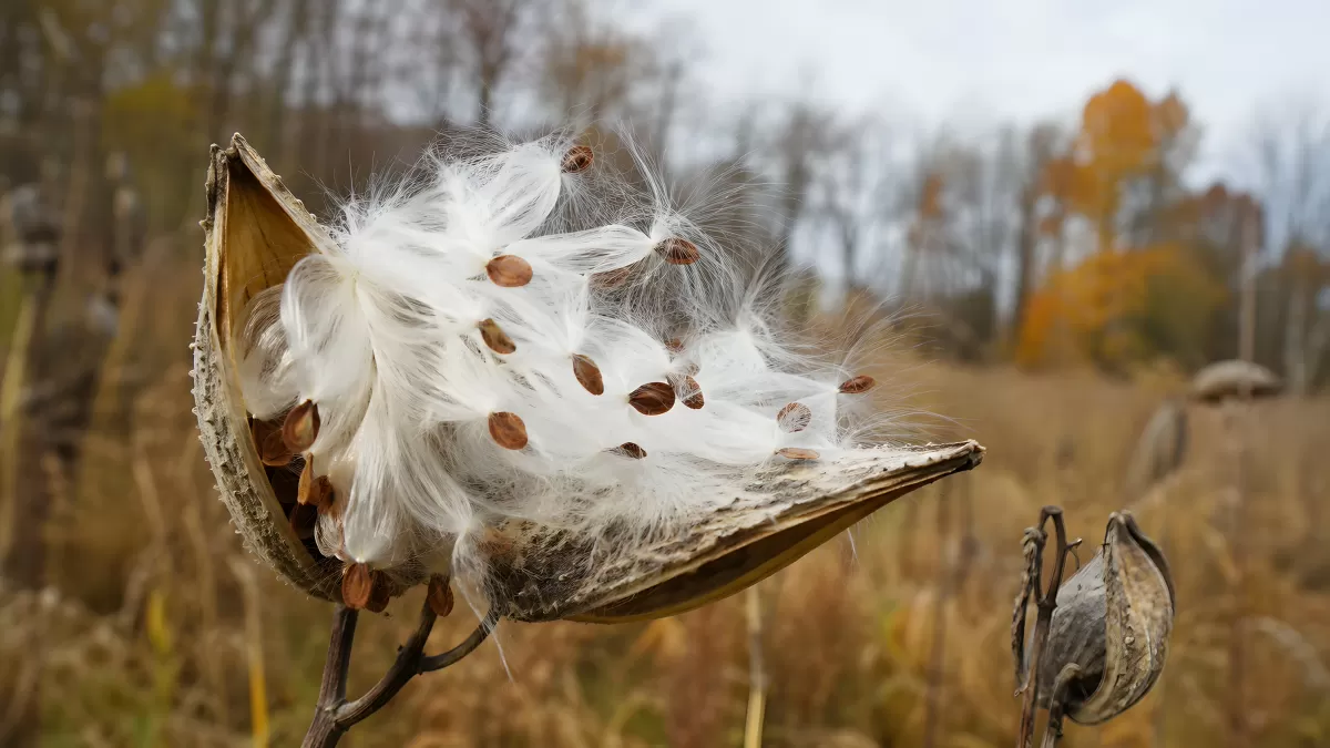 Geöffnete Seidenpflanze mit fliegenden Samen im Herbst