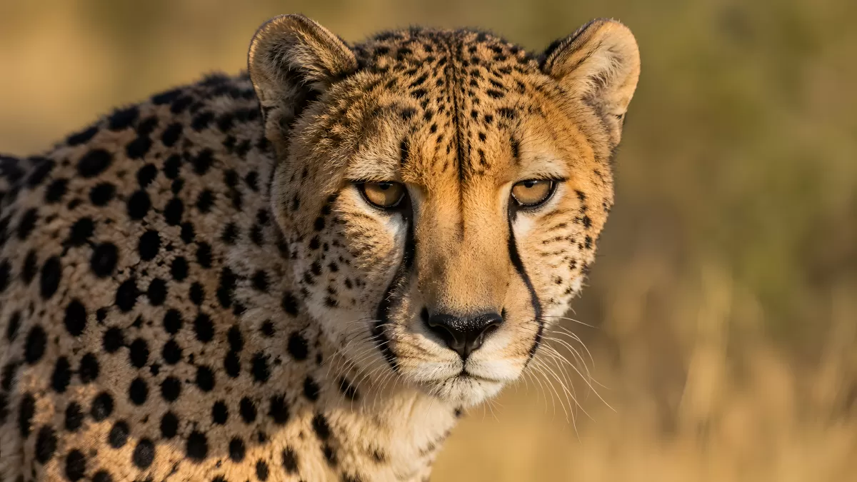 Gepard in Nahaufnahme blickt konzentriert in die Ferne