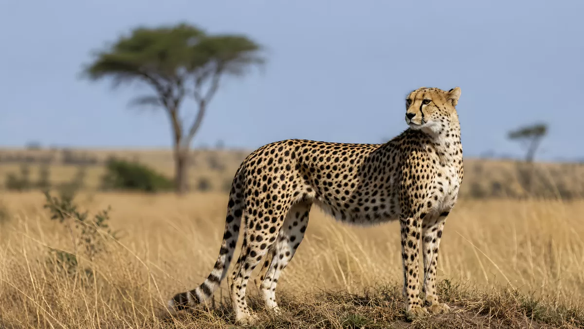 Gepard steht aufmerksam in der afrikanischen Savanne