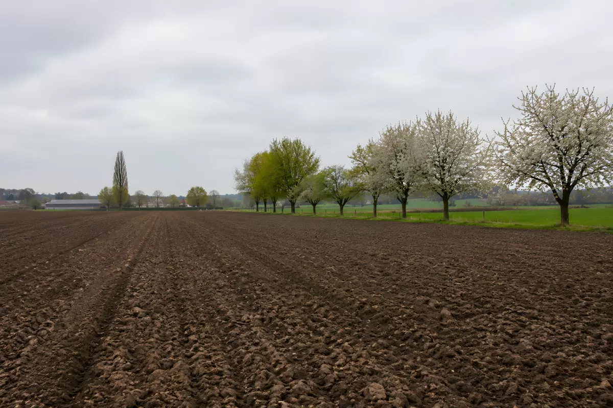 Gepflügtes Frühlingsfeld mit blühenden Kirschbäumen