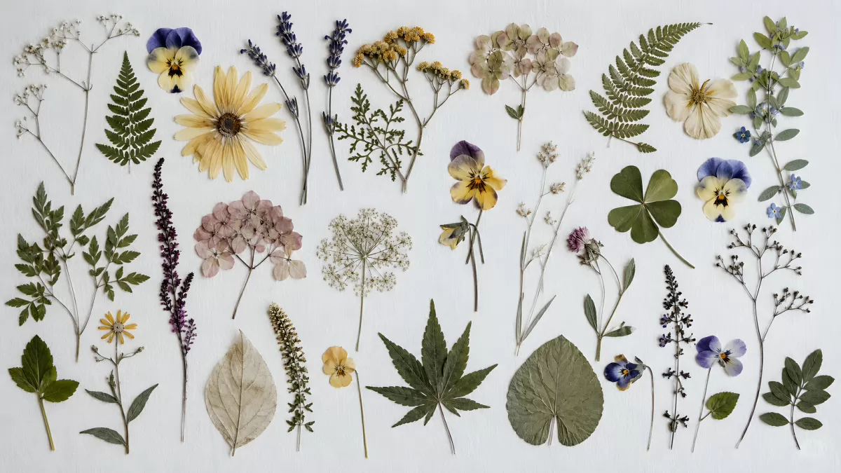 Gepresste Wildblumen und Blätter als Herbarium-Sammlung