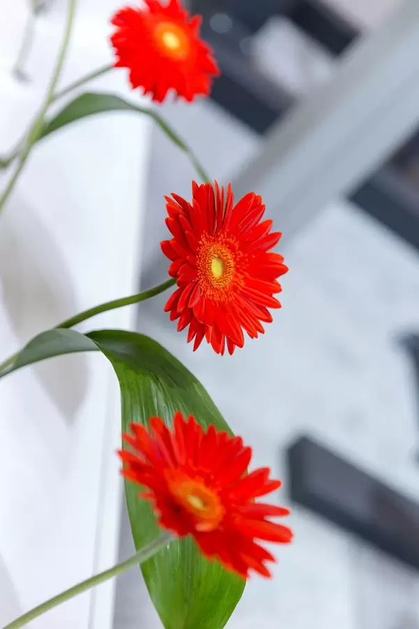 Gerbera jamesonii