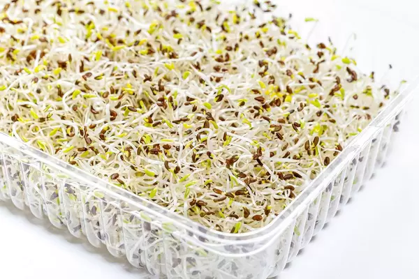 Germinated alfalfa seeds with micro greenery