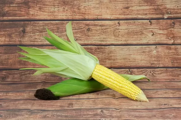 Geschälter und ungeschälter Maiskolben