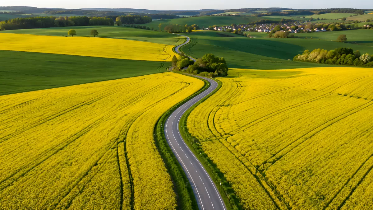Geschwungene Straße durch blühende Rapsfelder im Frühling