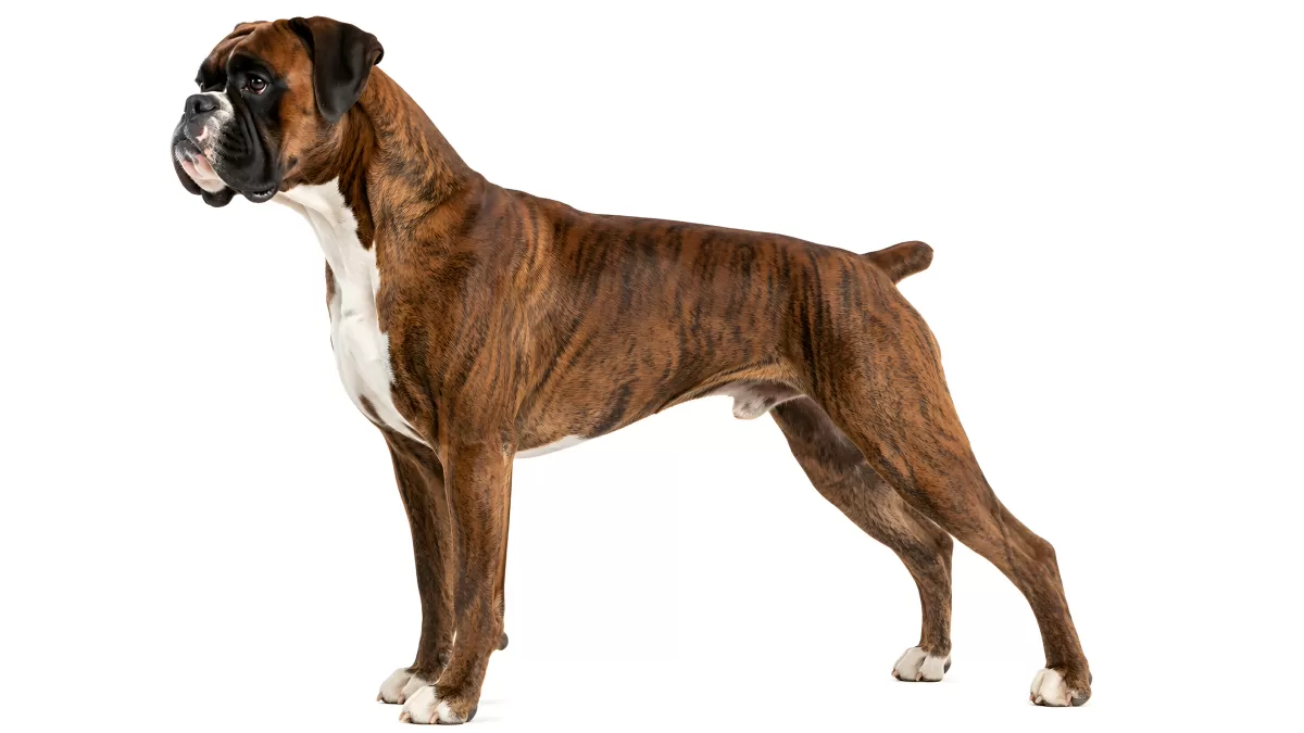 Gestromter Boxer-Hund in stolzer Seitenansicht