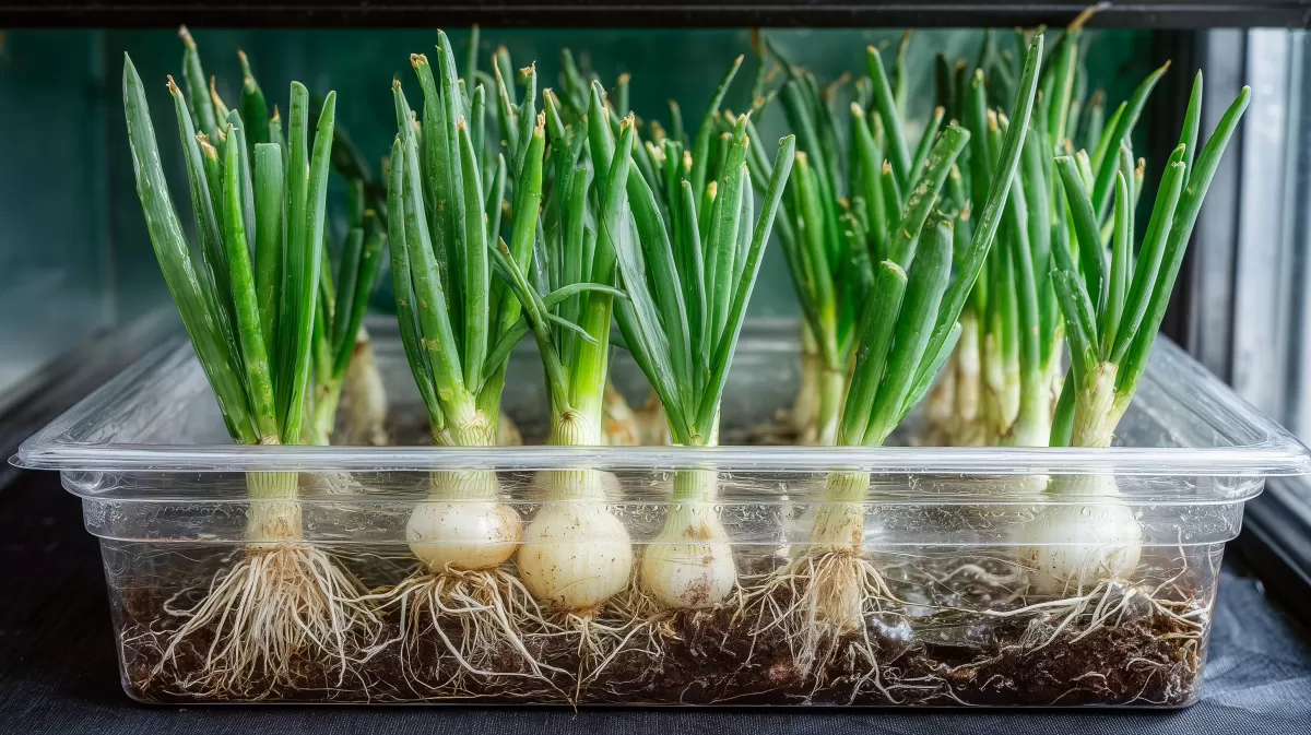 Gesunde Lauchzwiebeln in Anzuchtschale