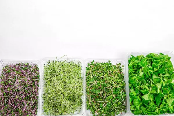 Gesunde Lebensmittel: Mikrogrün Kohl, Radieschen, Zwiebeln und Mais Salat auf weißem Hintergrund - Draufsicht mit freier Fläche