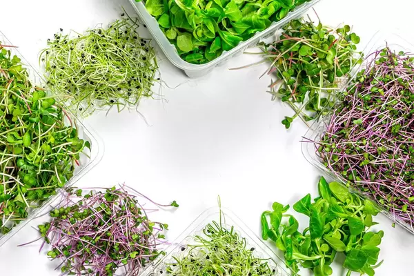 Gesunder Lebensstil Rahmen aus Mikro Grün, Kresse, Radieschen und Maissalat auf weißem Hintergrund Top-view