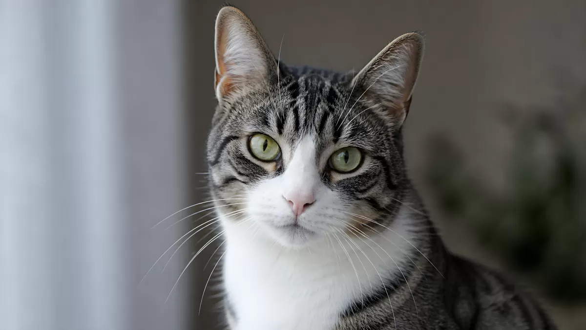 Getigerte Hauskatze mit grünen Augen im Portrait