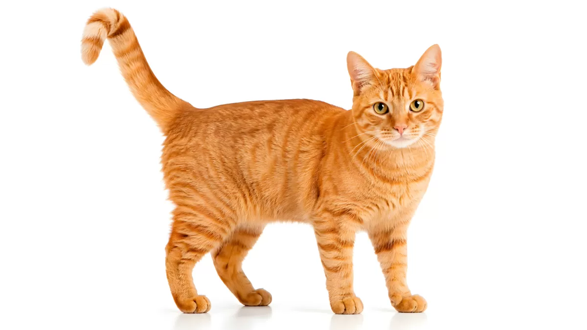 Getigerte Hauskatze mit orangenem Fell steht aufrecht