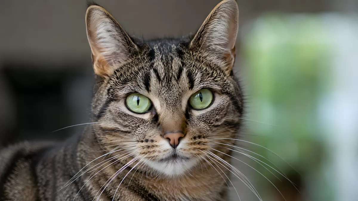 Getigerte Katze mit grünen Augen im Nahaufnahme-Porträt