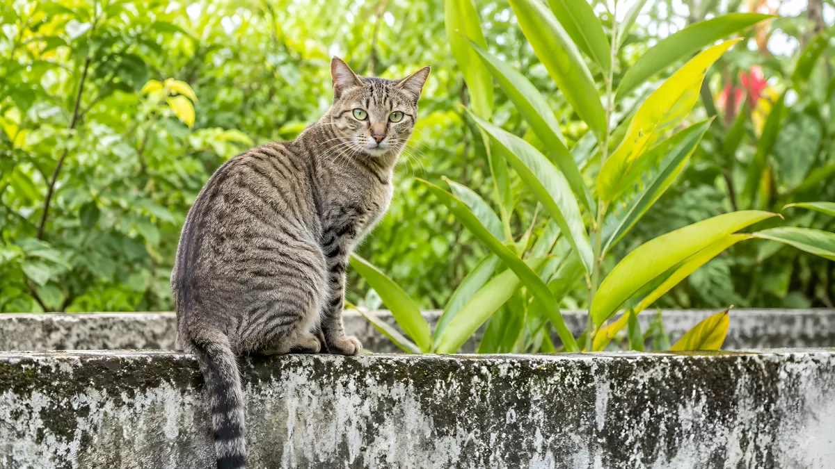 Getigerte Katze sitzt auf einer Steinmauer im Garten