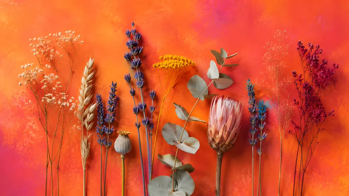 Getrocknete Blumen und Kräuter vor orangem Hintergrund