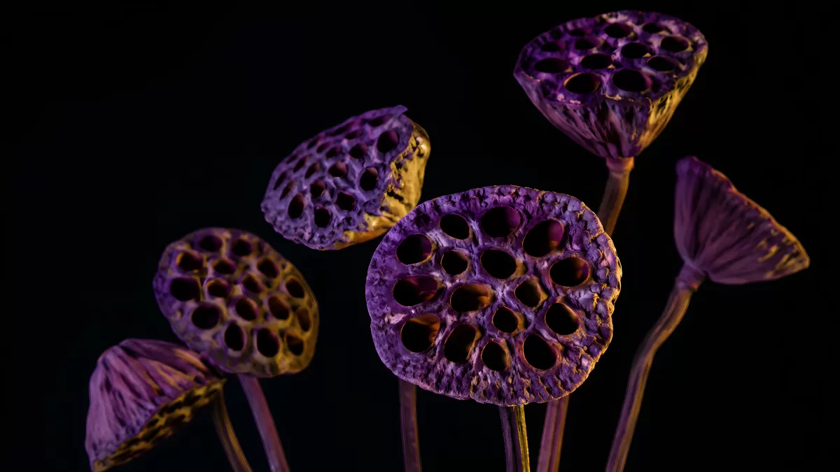 Getrocknete Lotusblüten-Kapseln in Violett und Gold