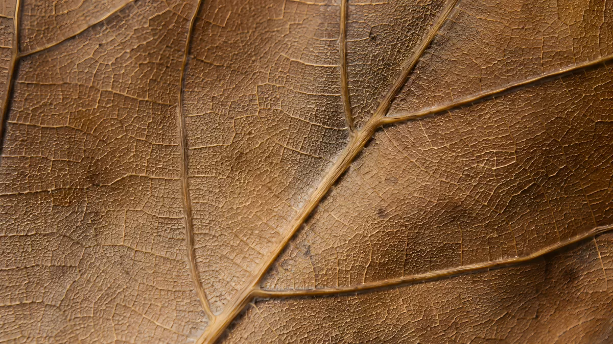Getrocknetes Blatt in Nahaufnahme mit Blattadern
