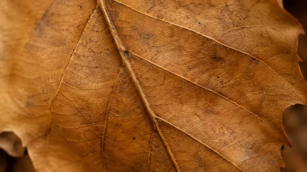 Getrocknetes Herbstblatt in warmen Brauntönen