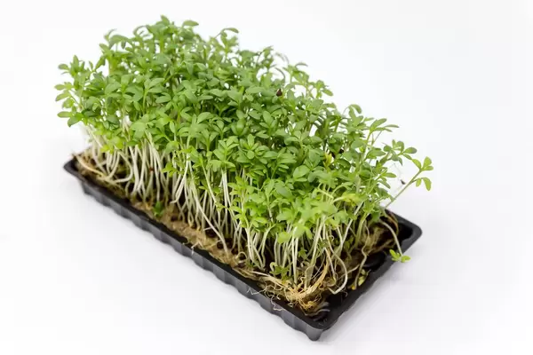 Gewachsene Gartenkresse mit Stengel und Wurzeln in einer Plastikschale, isoliert vor weißem Hintergrund