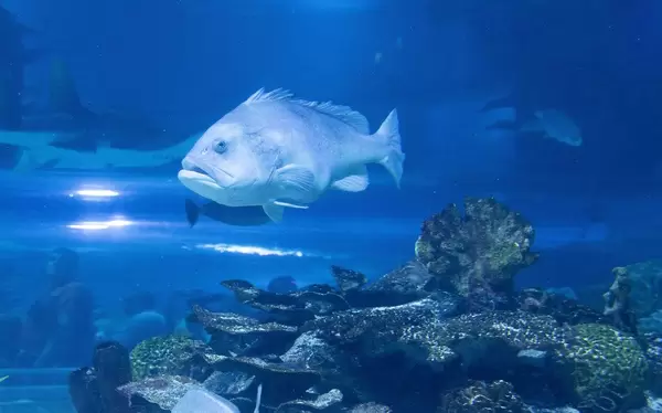 Giant grouper in Tropicarium Budapest