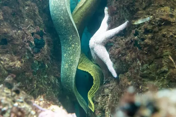 Giant pink star (Pisaster brevispinus) at Shedd Aquarium