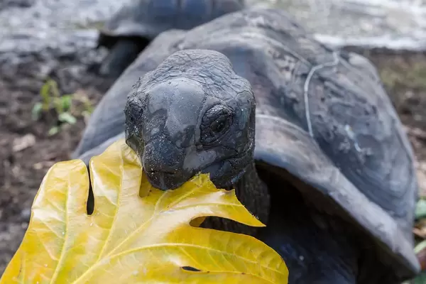 Gigantic turtle with dark shell eats yellow leaf in Seychelles