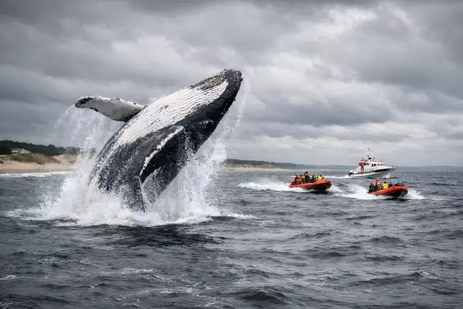 Gigantischer Buckelwal springt aus den Wellen vor Rettungsbooten