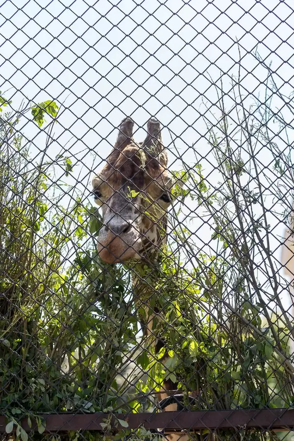 Giraffe im Moskauer Zoo