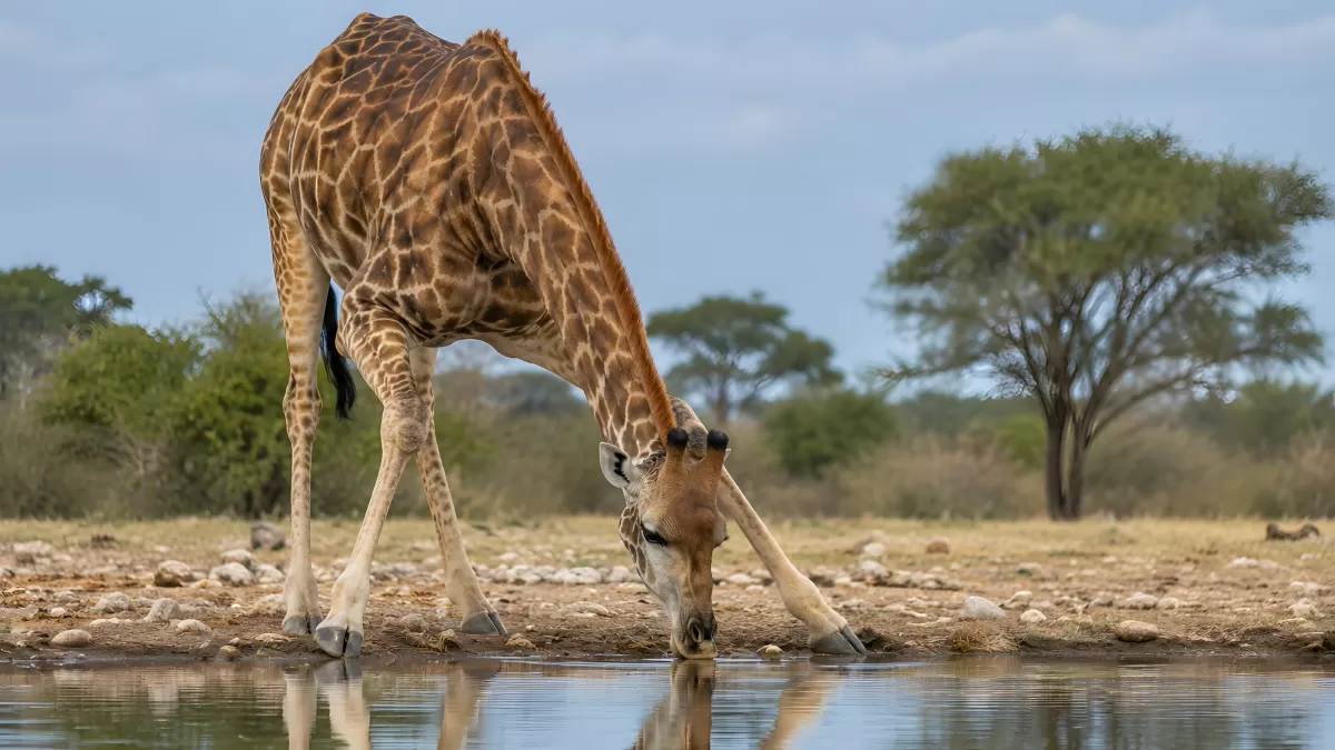 Giraffe trinkt am Wasserloch in der Savanne