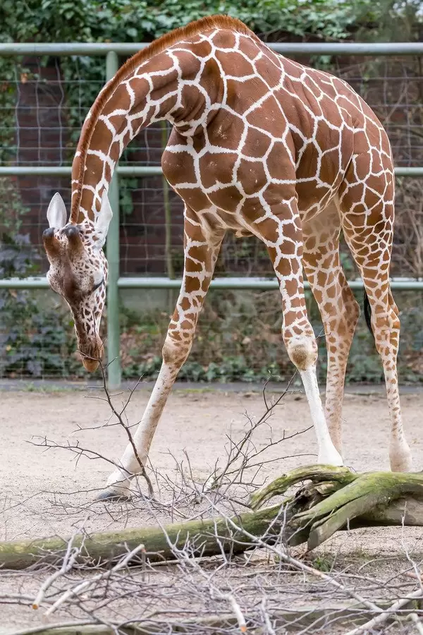 Giraffe während des Fressens
