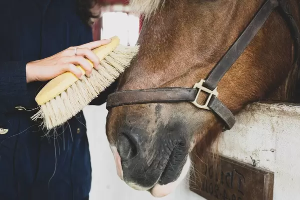 Girl burshing a horse's hair