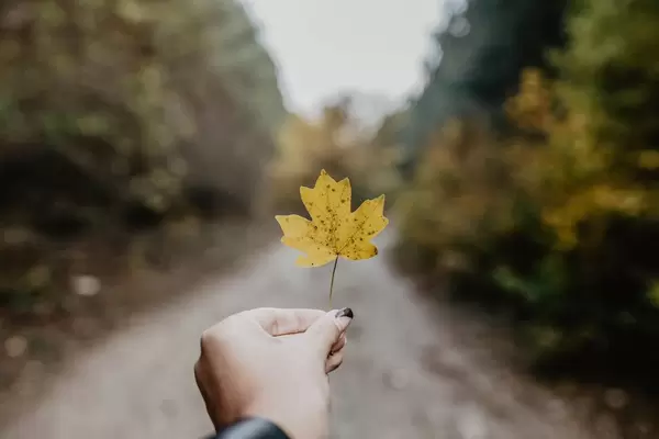 Girl's hand holding yellow leaf. Road and forest in the background.