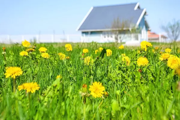 Glade of dandelions near the house / Lichtung von Löwenzahn