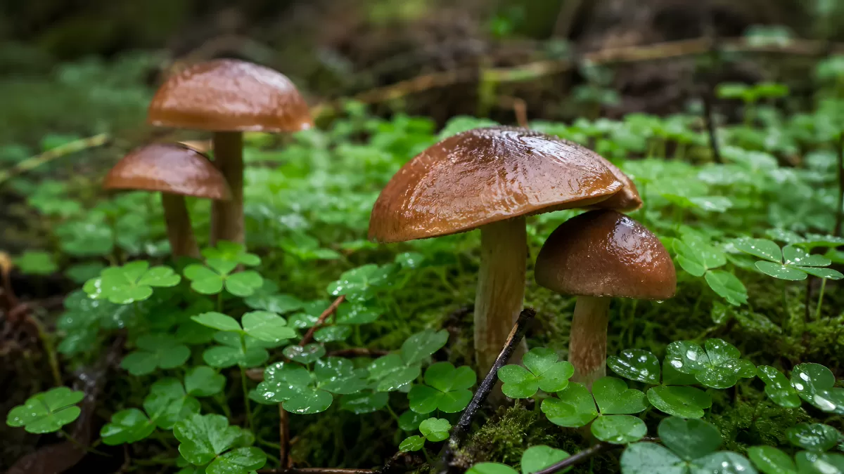 Glänzende Waldpilze zwischen Klee und Moos nach Regen