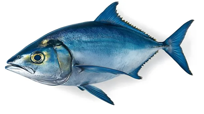 Glänzender Blauer Thunfisch auf weißem Hintergrund