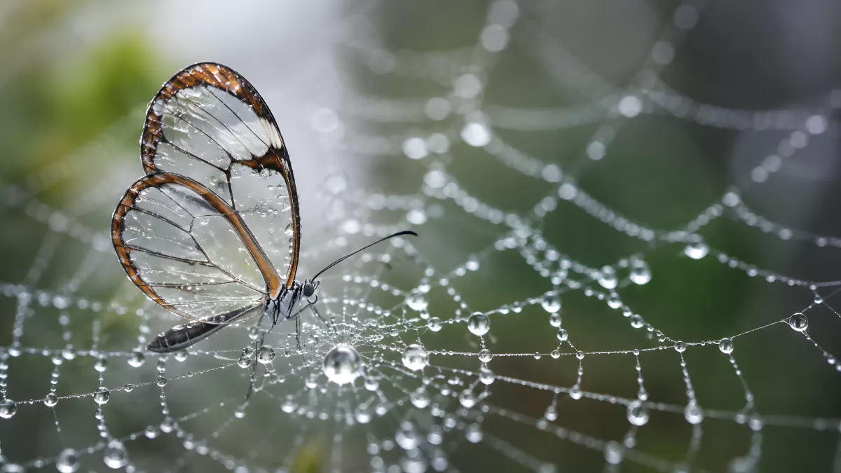 Glasflügelschmetterling auf taubedecktem Spinnennetz