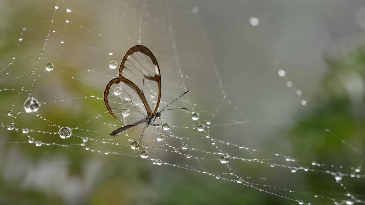 Glasflügelschmetterling im taubedeckten Spinnennetz