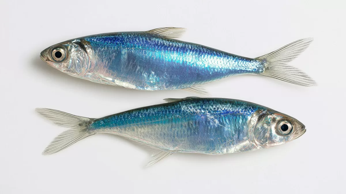 Glitzernde Fische in marineblauer Farbenpracht kostenlos herunterladen