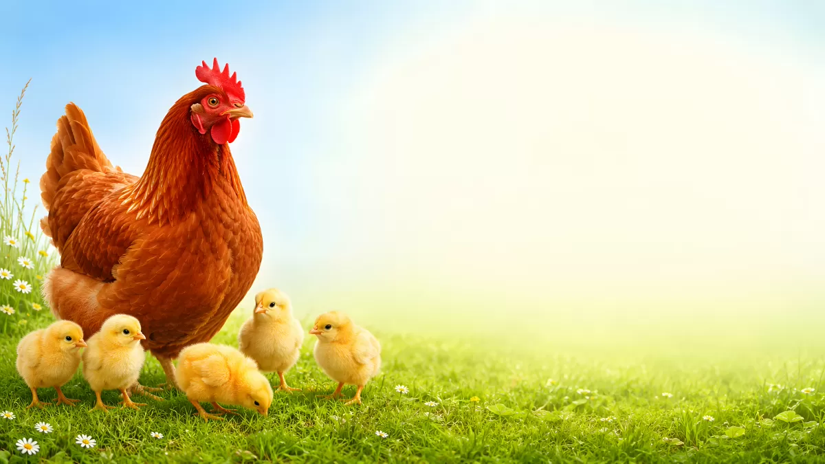 Glucke mit vier Küken auf grüner Frühlingswiese