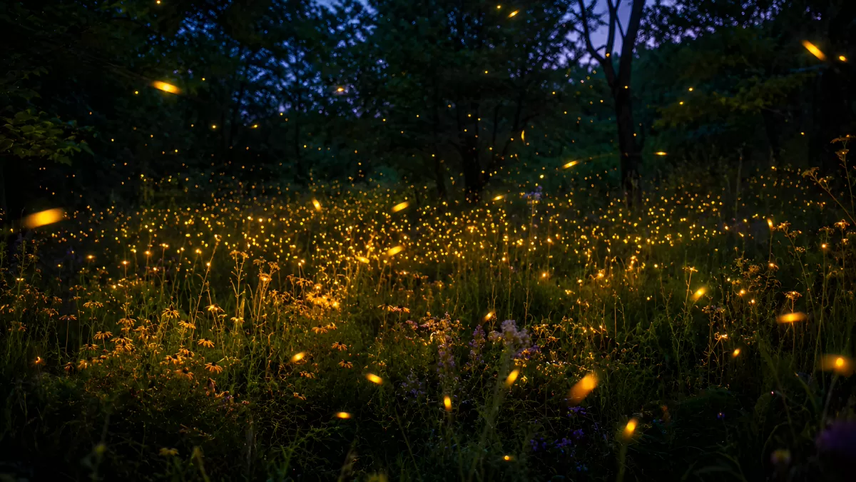 Glühwürmchen & Leucthkäfer über sommerlicher Blumenwiese