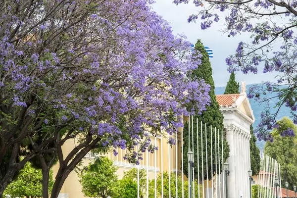Glycine alley leading up to Zappeion in Athens, Greece