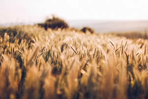 Gold fileld on sunny day. Sun is setting on a field.