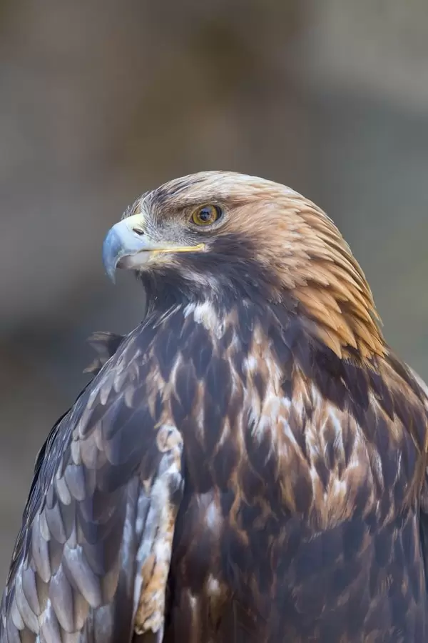 Goldadler im Moskauer Zoo