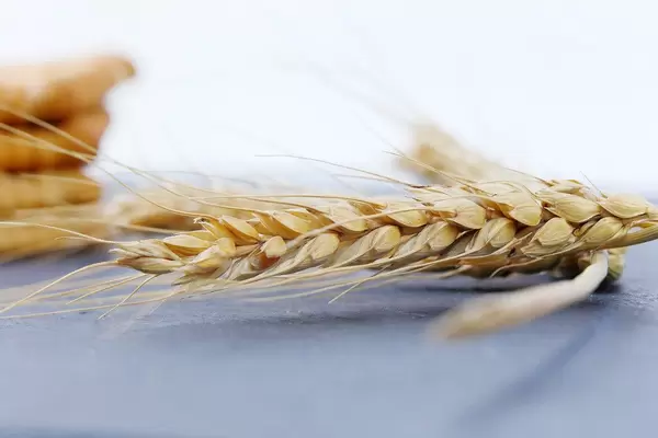 Golden dry wheat ear, close-up view