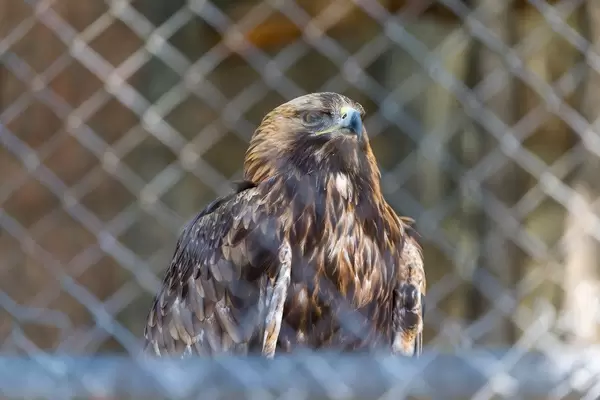 Golden eagle in Moscow zoo