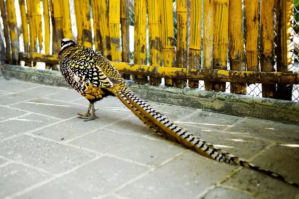 Golden pheasant in a zoo  Flip 2019