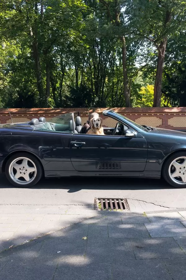 Golden Retriever as a front-seat passenger in a convertible