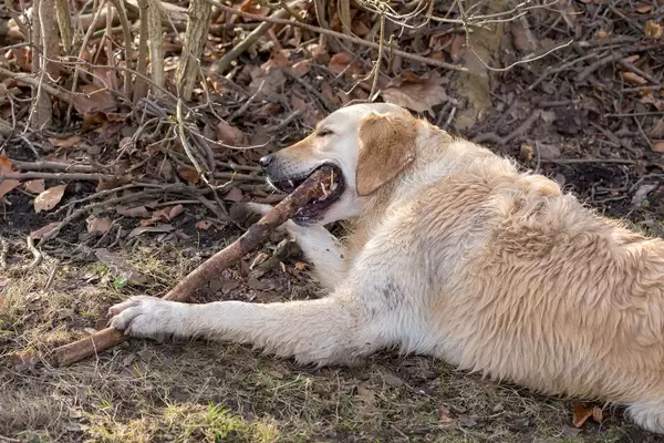 Golden Retriever knabbert an einem Ast