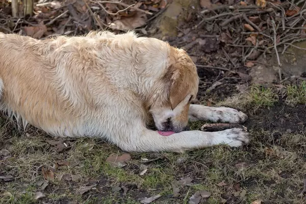 Golden Retriever leckt seine nassen Beine